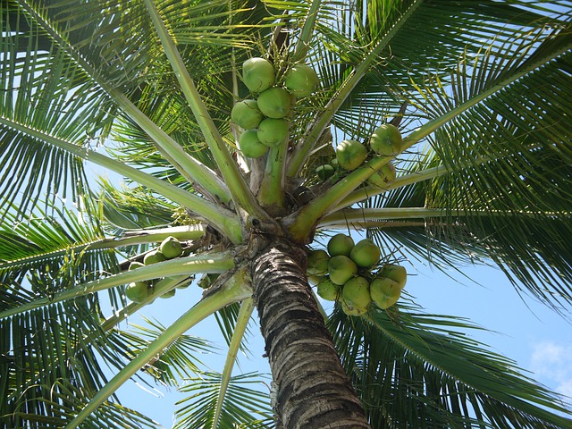 cukier kokosowy