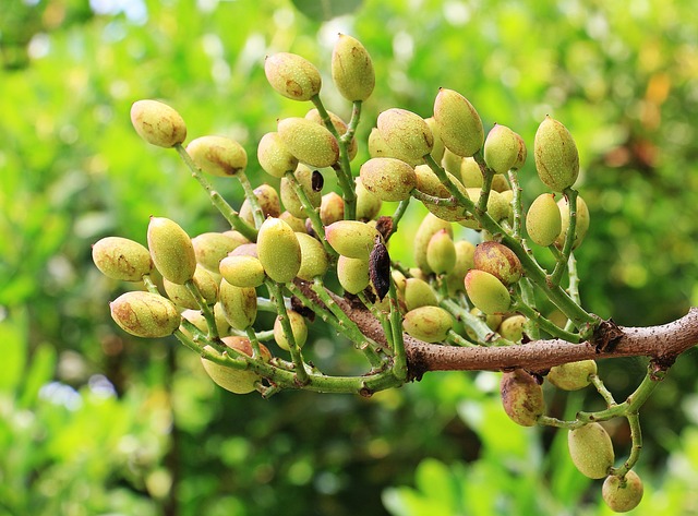 drzewko pistacjowe