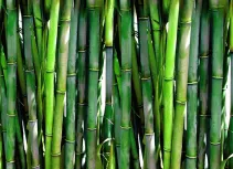 Bambusowa