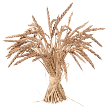 Płatki Orkiszowe