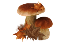 Grzyby