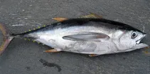 Tuńczyk