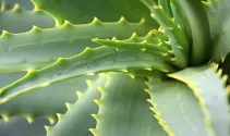 Aloes