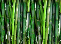 Produkty z bambusa