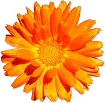 Marigold Health Foods Ltd .