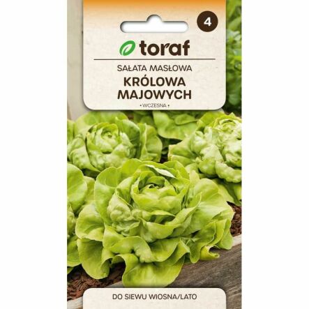Sałata Masłowa KRÓLOWA MAJOWYCH Nasiona 2 g - Toraf