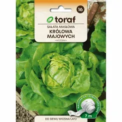 Sałata Masłowa KRÓLOWA MAJOWYCH Nasiona na Taśmie 7 m - Toraf