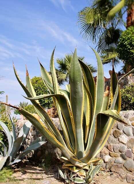 Kaktus w doniczce – odporna roślina idealna do wnętrz i uprawy w domu Zielony kaktus w ozdobnej doniczce – łatwa w pielęgnacji roślina domowa