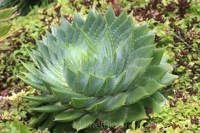 Naturalny aloes z rozwiniętymi liśćmi – bogaty w witaminy i enzymy wspierające skórę Soczysty aloes o grubych, mięsistych liściach – źródło naturalnych substancji odżywczych