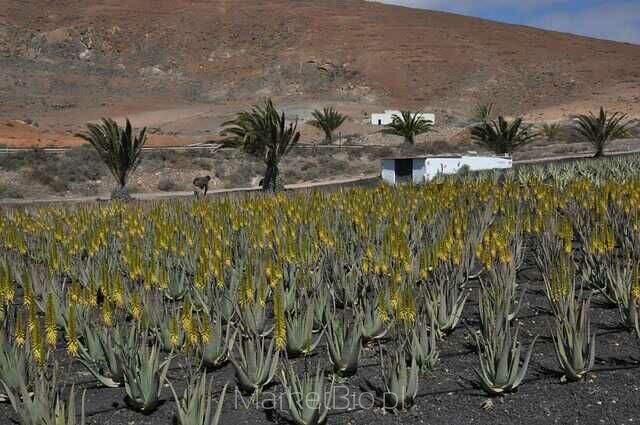 Aloes vera – roślina lecznicza wykorzystywana w kosmetyce i medycynie naturalnej Zbliżenie na roślinę aloes vera – naturalne źródło żelu o działaniu regenerującym