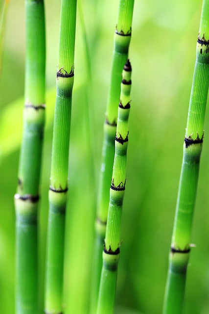 błonnik bambusowy