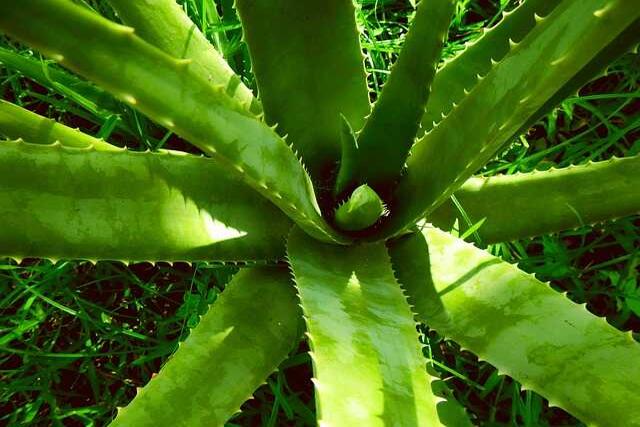 gel natural aloe vera Indus Valley Pure Aloe Vera Gel For Face, Hair and Skin main image 0