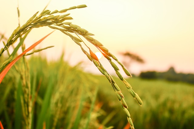 pole ryżu