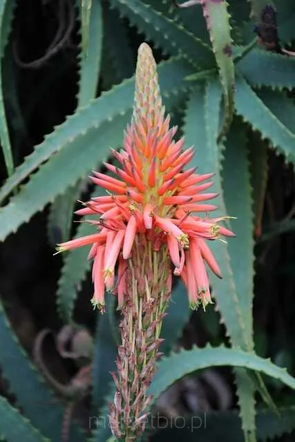 Lista Pyta o Aloes  MarketBio