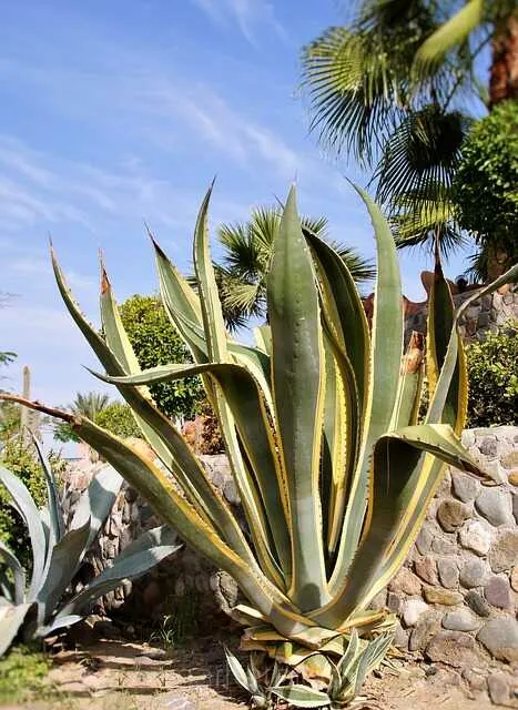 Lista Pyta o Aloes  MarketBio
