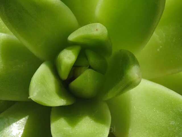 Lista Pyta o Aloes  MarketBio