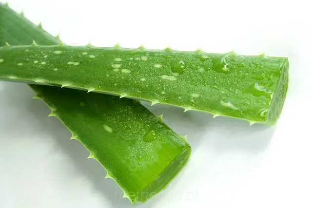 Lista Pyta o Aloes  MarketBio