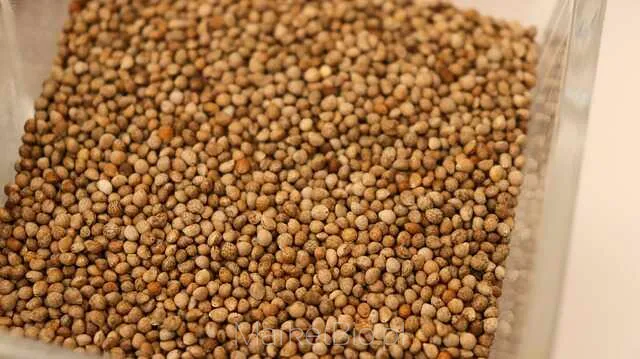 Porównanie czarnego i białego sezamu jako dodatków do potraw