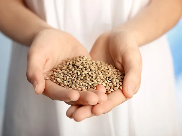 Nasiona konopi – pełne mocy źródło roślinnego białka