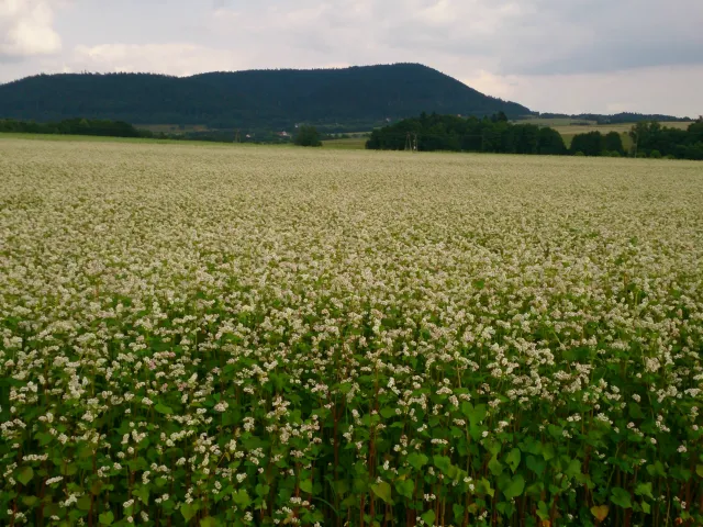 Polska ekologiczna kasza gryczana niepalona od gospodarstwa z Międzylesia