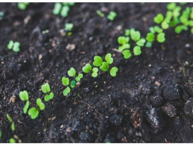 Biohumus - nawóz w pełni naturalny