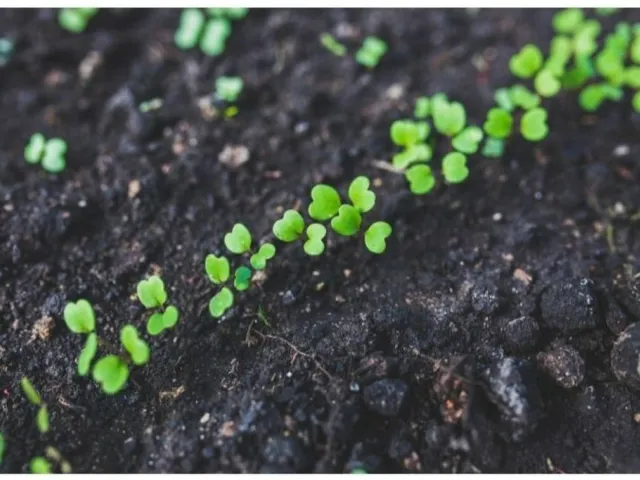 Biohumus - nawóz w pełni naturalny