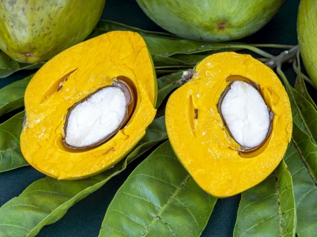 Sproszkowany owoc lucumy – „złote słodziwo” z andyjskich dolin