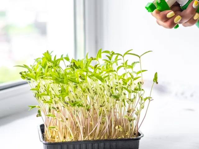 Zdrowe kiełki. Jak uprawiać i jeść ten cenny pokarm?