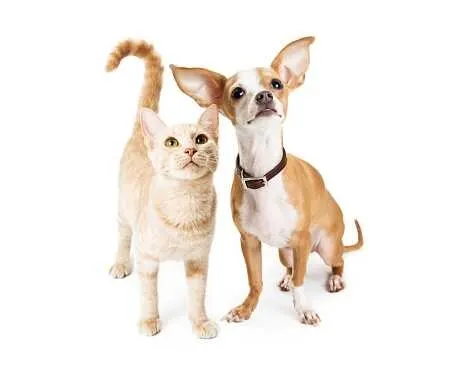 Dlaczego należy uzupełniać dietę psa i kota odpowiednimi olejami?