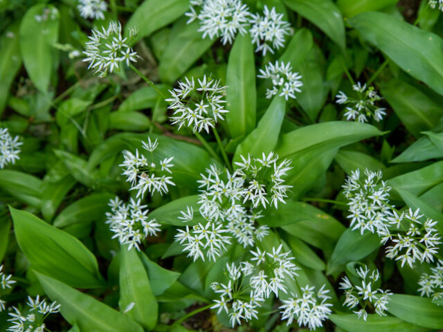 Czosnek niedźwiedzi – wiosenny musthave w Twojej kuchni!