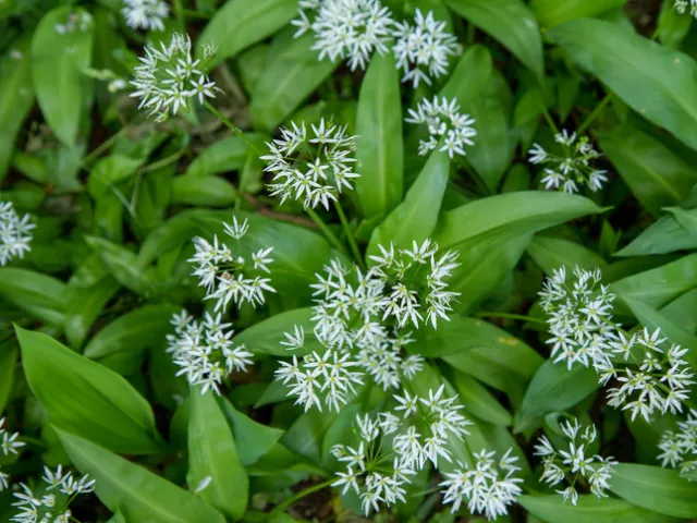 Czosnek niedźwiedzi – wiosenny musthave w Twojej kuchni!