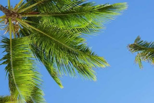 Lista pytań o wodę kokosową