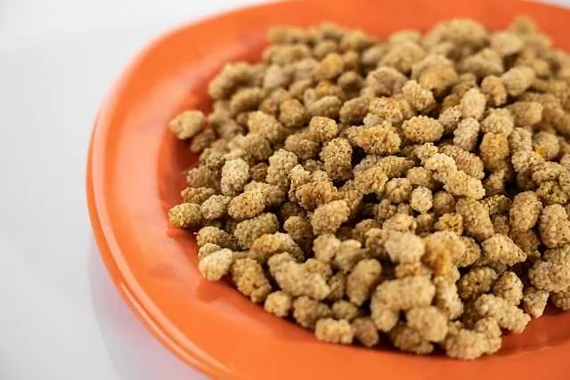 Najczęściej zadawane pytania o morwę białą